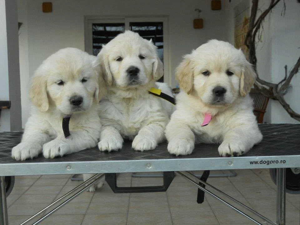 Trei pui Golden Retriever Parmen Auriu
